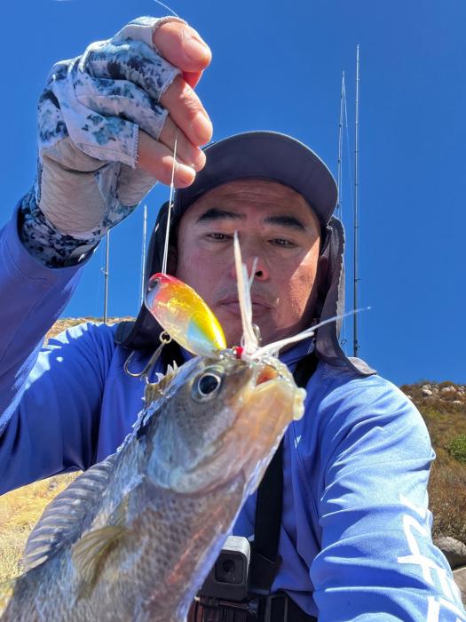 Angry bluegill