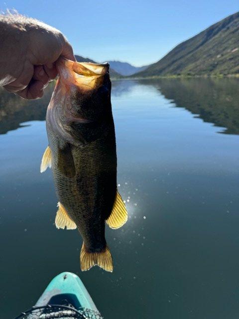 This is typical of the ones around the sample size fish.