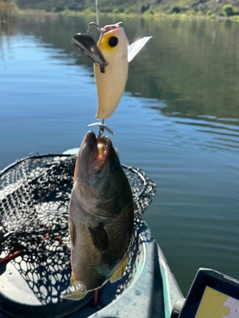 Not supposed to catch fish this little on that bait...