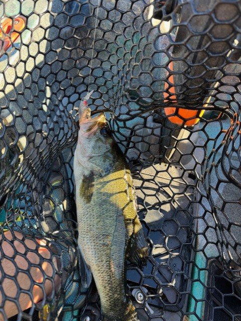 This size fish is a lot of fun on 4 or 6 pound line