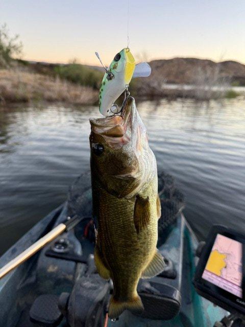 Big fish goals in a little fish