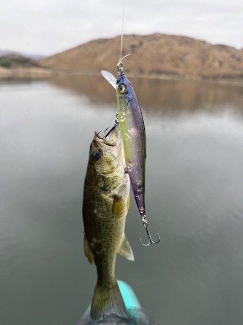 Honestly, hard to imagine what this fish is thinking