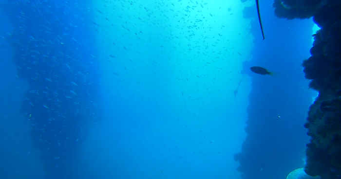 Scripps Pier underwater web camera.png