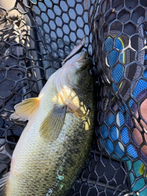 Love catching this size on the BFS stuff.