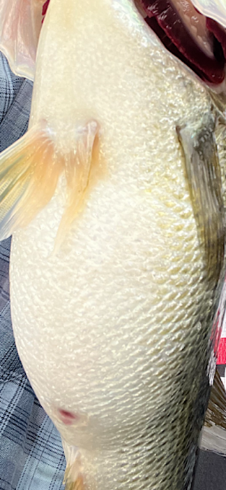 full of shad.PNG