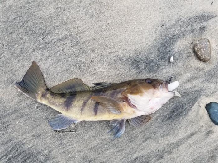 Sandbass_1.jpeg
