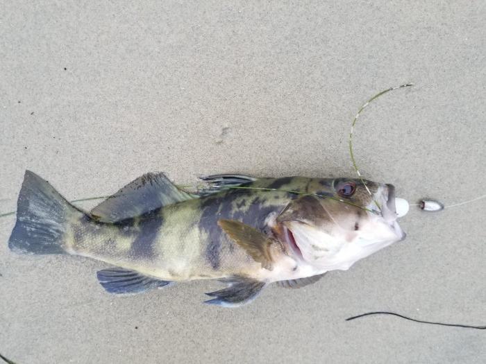 Sandbass_2.jpeg