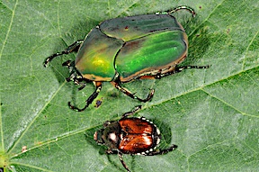 GrnJuneBtleJapBtleDorsal72.jpg