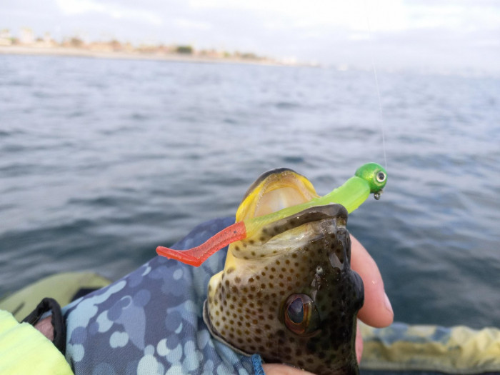 241123 spotty hambone.JPG