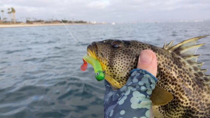241123 spotty swimbait.jpg