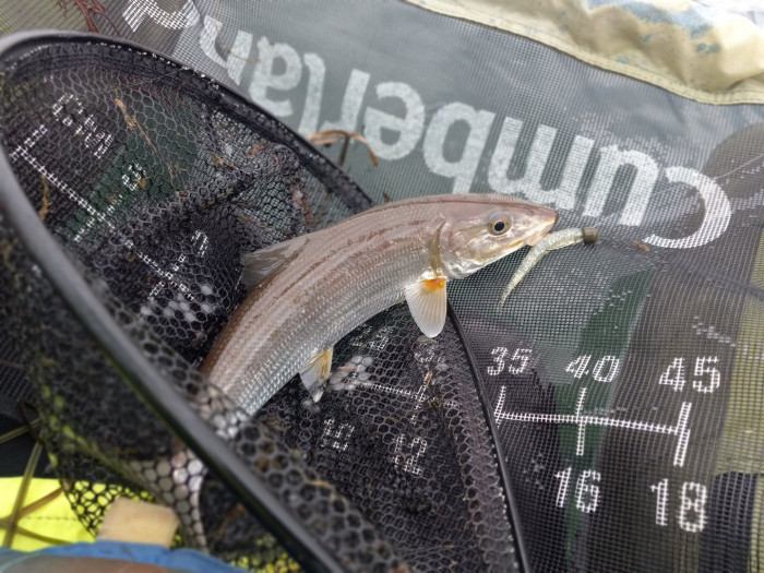241130 Bonefish Cays Carrot.jpg