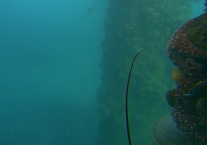 scripps pier cam.png