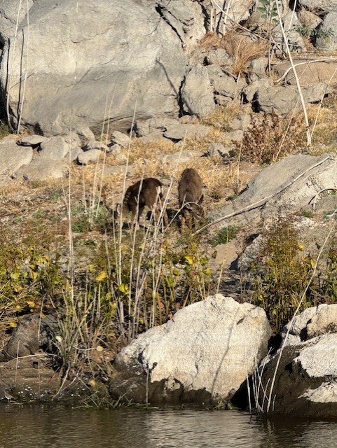 These guys didn't even blink that I was so close.