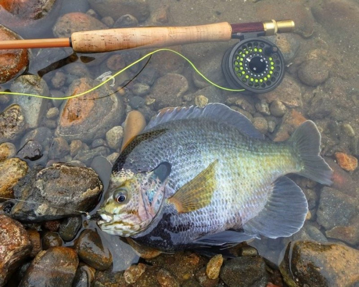 Another colorful fish
