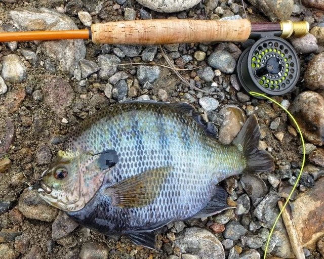 Nice Bluegill