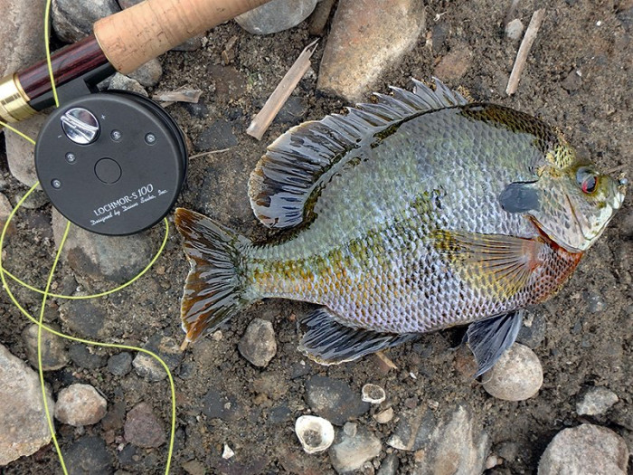 More Colorful 'gill showing reddish breast